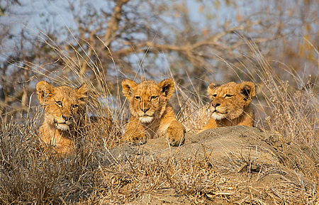 Big 5 lions in Kruger Park game drives