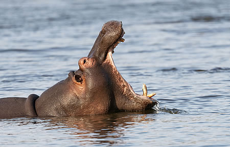 Morning drives in Kruger Park