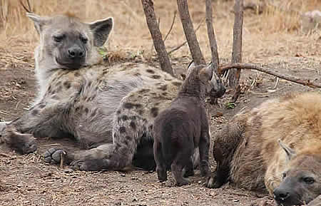 wildlife viewing in Kruger Park