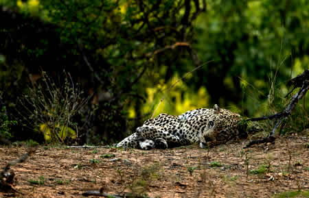 Kruger Park night drives