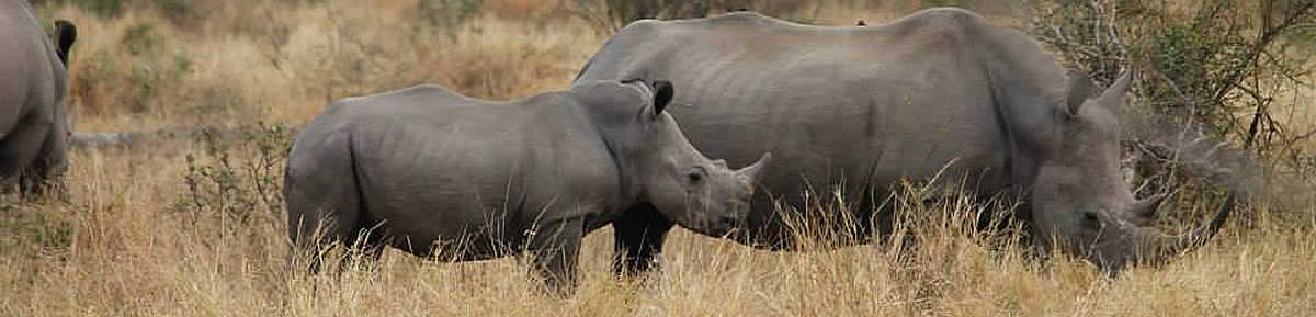 Kruger Park day trips and safaris in open vehicles