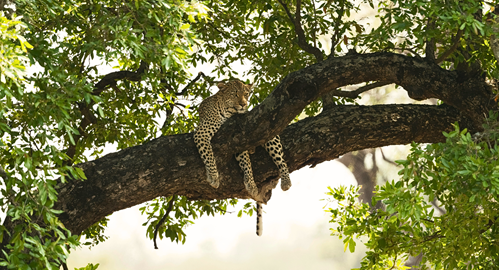 Kruger National Park game drives