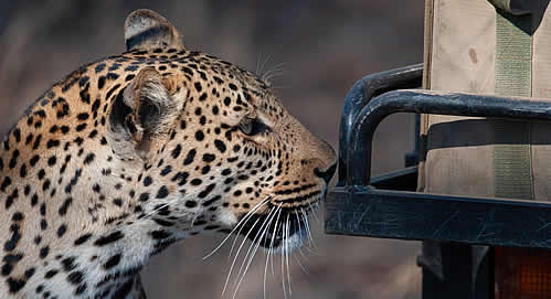 Spend three incredible days exploring Kruger