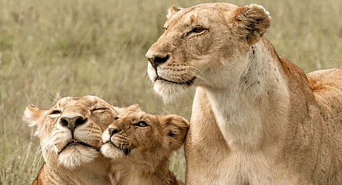 Big 5 game safaris in open safari vehicles