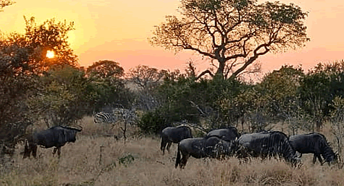 Big game safaris in Kruger Nationaql Park
