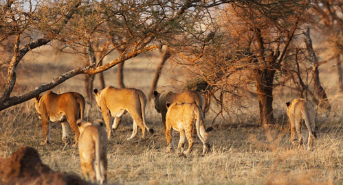 View lions in Kruger Park tented safaris